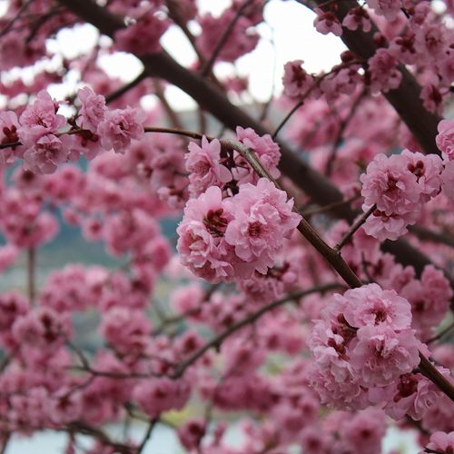 Arrowtown Blossum