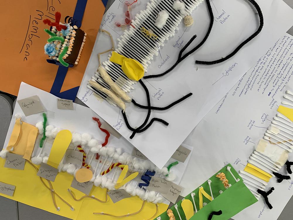 Building models of the cell membrane (IB Biology)