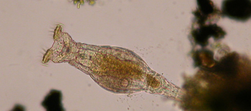Rotifer