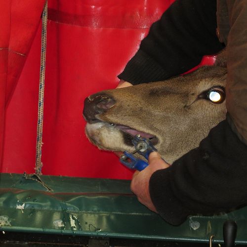 Up close and personal with the deer