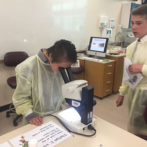 Discovering Fruit Fly Mutations