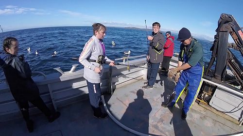 Paige's Blue Cod