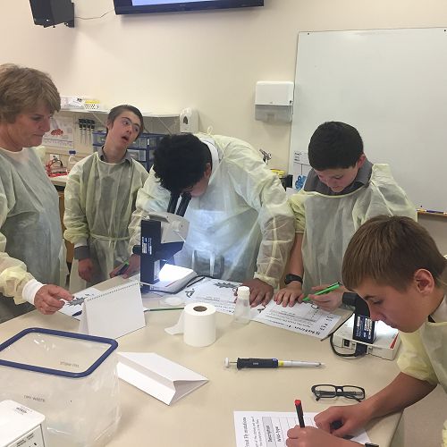 Discovering Fruit Fly Mutations