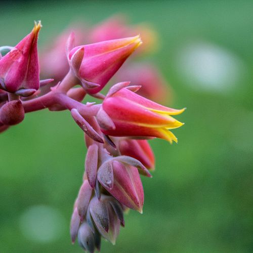 Flower - Danny Adams