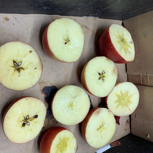 Iodine testing determines when apples are ready to pick...