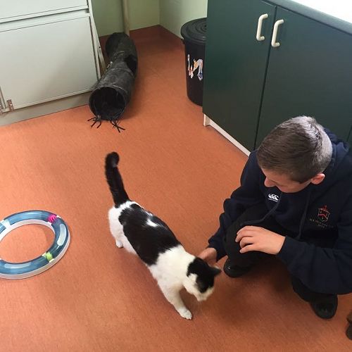 Padraig McKenzie at Mornington Veterinary Clinic