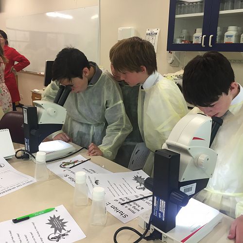 Observing the Fruit Fly Mutations