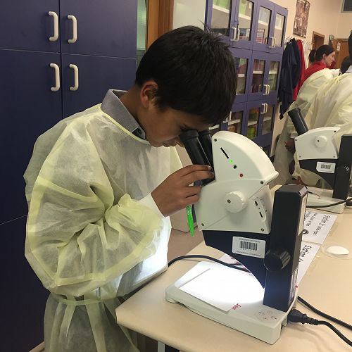 Observing the Fruit Fly Mutations