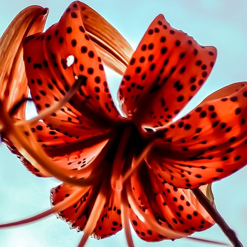 Flower - Danny Adams