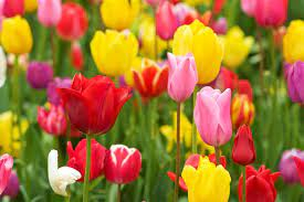 Orders close tonight! 🌷🌷