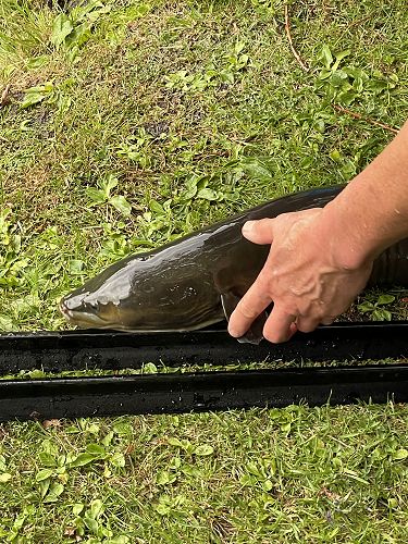 The biggest eel of the day.