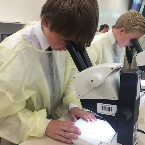 Observing the Fruit Fly Mutations