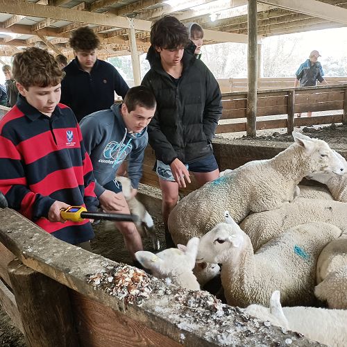 Jack Bensemann scanning in ewes.