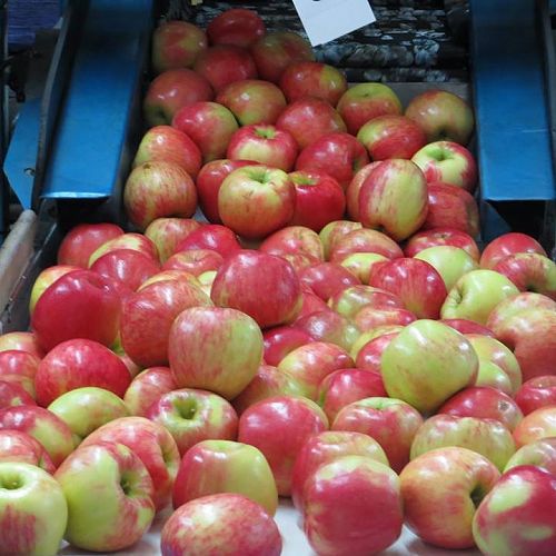 The sought after Honeycrisp variety...