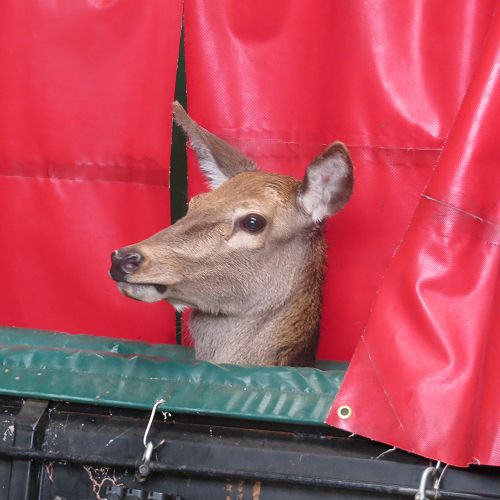 A little stressed due to our presence but grateful we could get so close to these amazing animals...