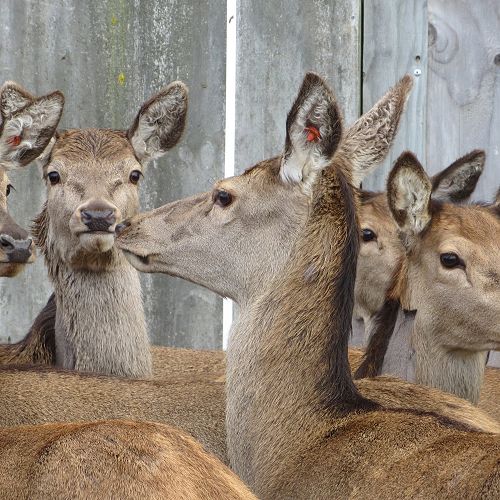 Deer were only considered 'farm' animals in 1969 in New Zealand...