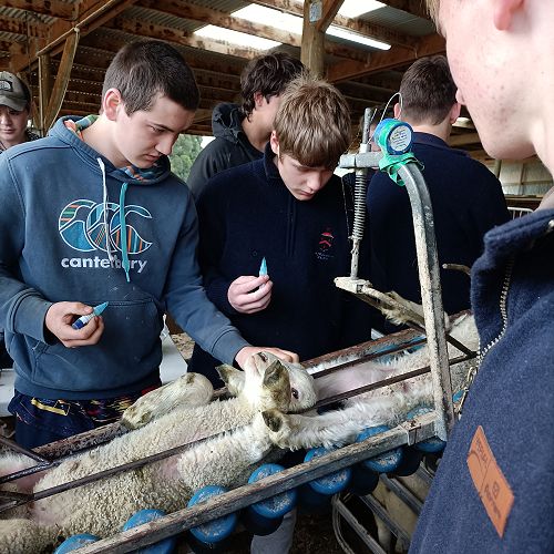Sam Eason and Ryley Matheson scratching for scabby mouth.
