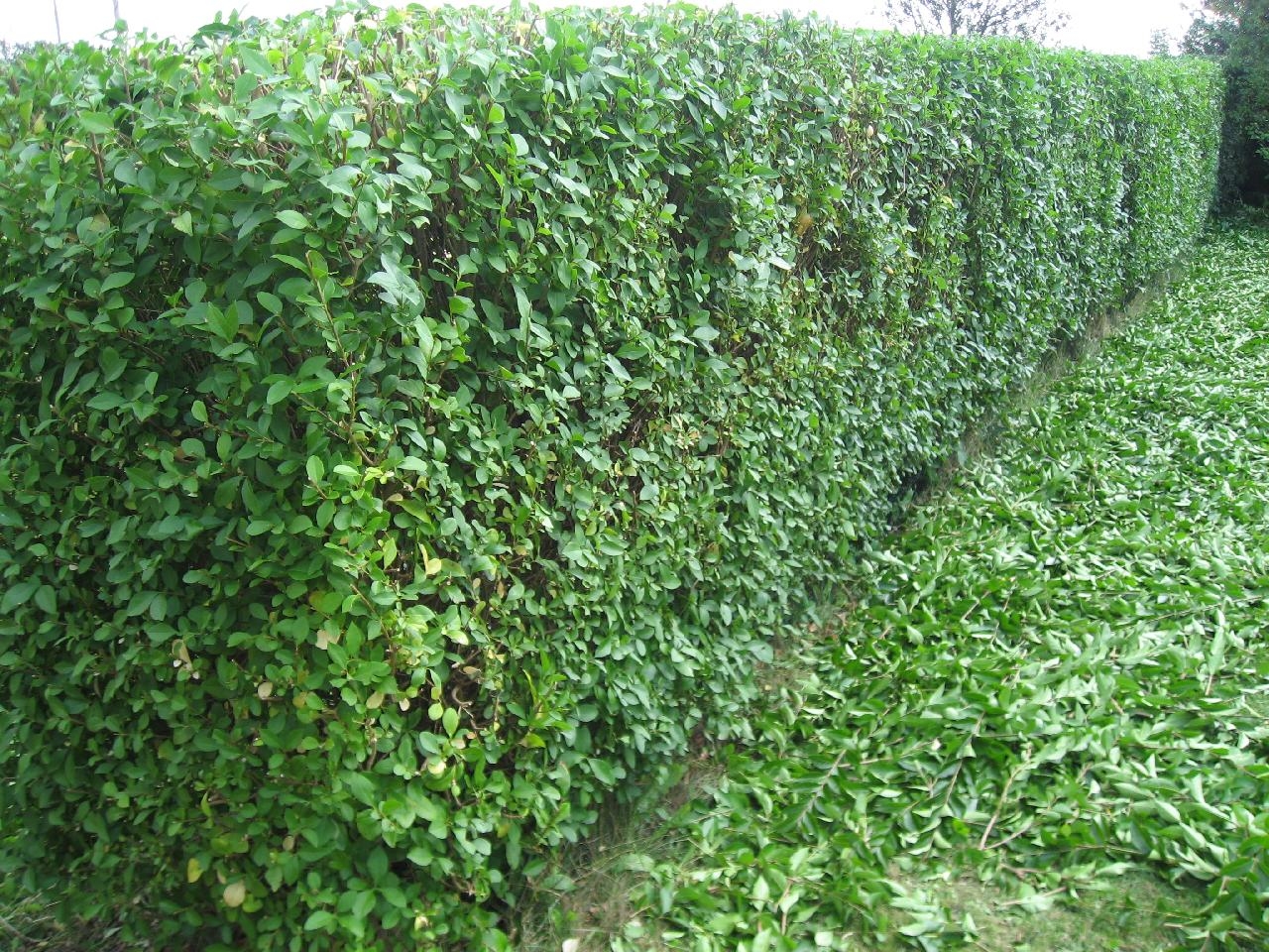 Hedge Clippings Wanted