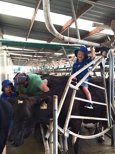 Junior School helps with Milking