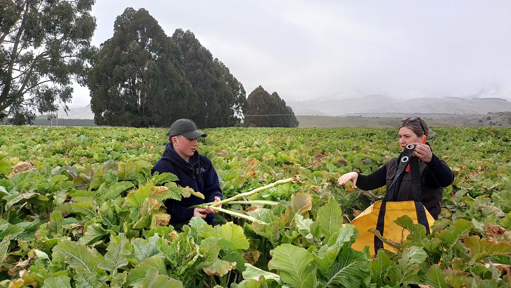 Bede O'Connell weighing kale crops