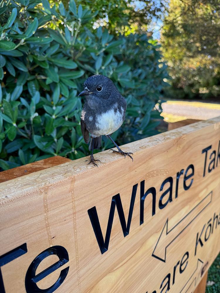 Kakaruai (South Island Robin)