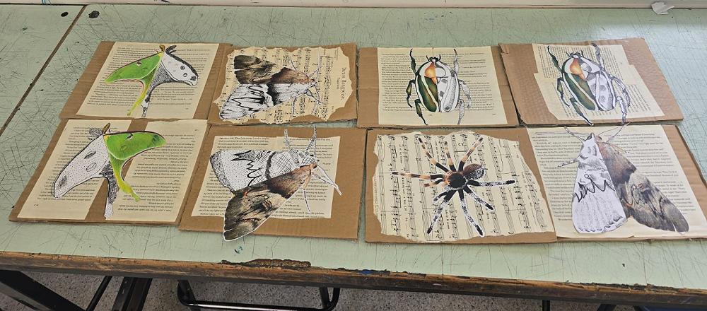 9/10 Mixed Media: Insect drawing in Ink — Waimate High School Newsletter