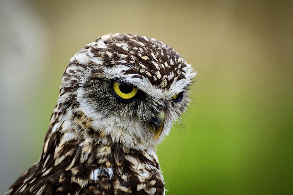 Ōtepoti Writers Lab – it’s been a HOOT!