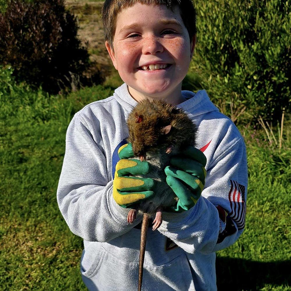 Kiore | Rat Trapping at Te Mata — Waihī Beach School Newsletter - Term ...
