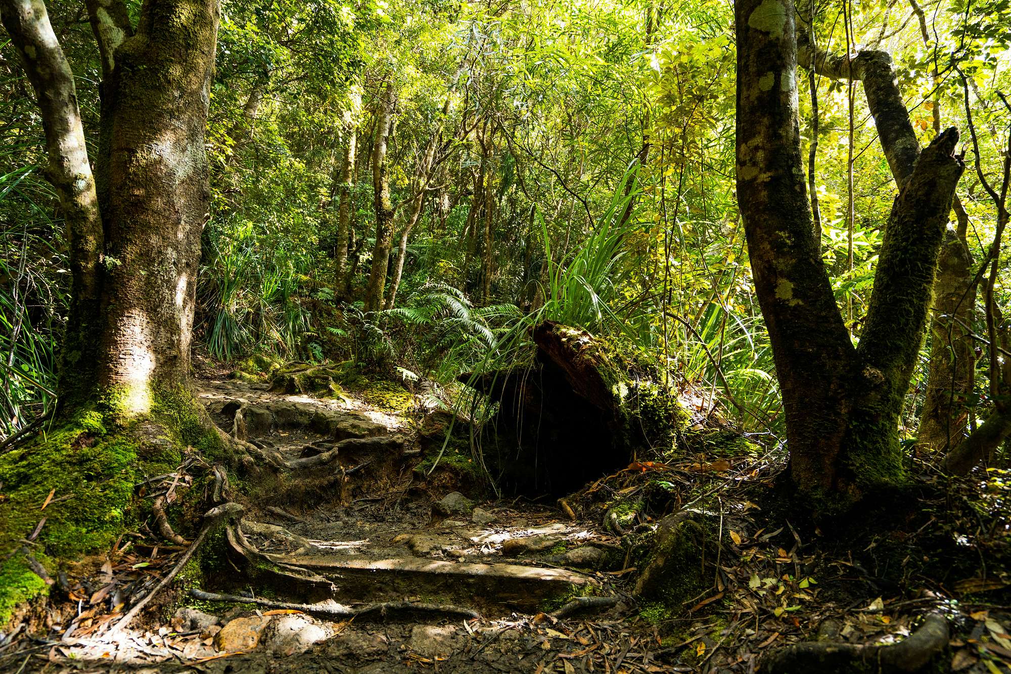 A Walk in the Bush — Nautilus News