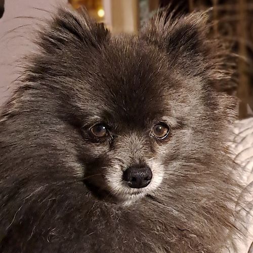 Cat Callanan's dog Cindy