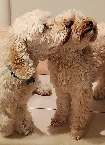 Ginny's dogs, Mac and Ollie