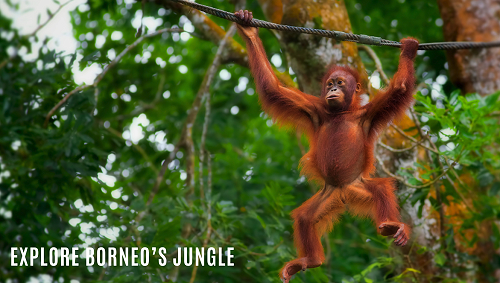 Join the 2027 Borneo Expedition