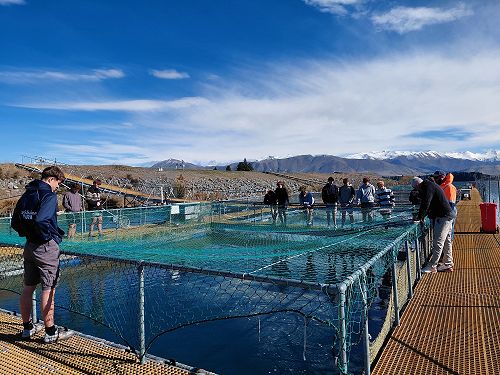 Mt Cook Salmon Visit