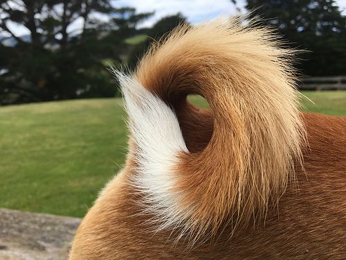 Basil Brush?