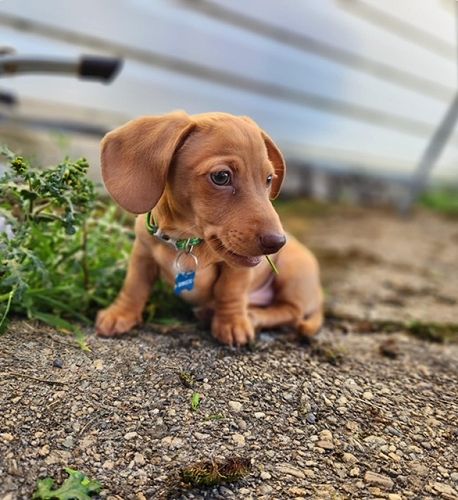 Gina Berry's dog Charlie Brown