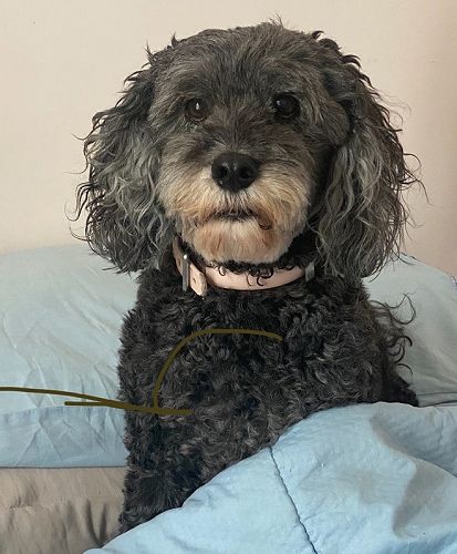 Sue Fenwick's dog Daisy