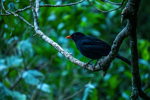 Year 13 Biology Trip to Orokonui Ecosanctuary