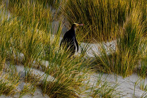 Photography Trip to Aramoana
