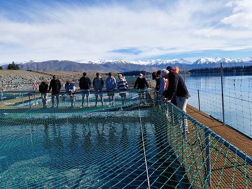 Mt Cook Salmon Visit