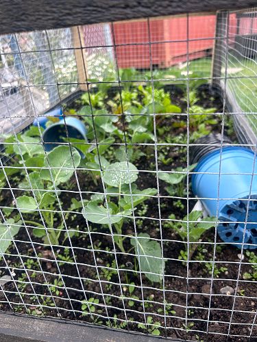 Check out our vege garden, the planter box made by our  fabulous learning support staff member Al and his crew of helpers