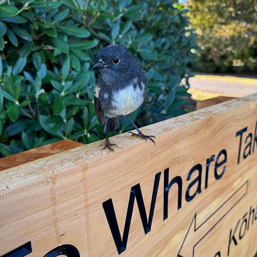 Kakaruai (South Island Robin)