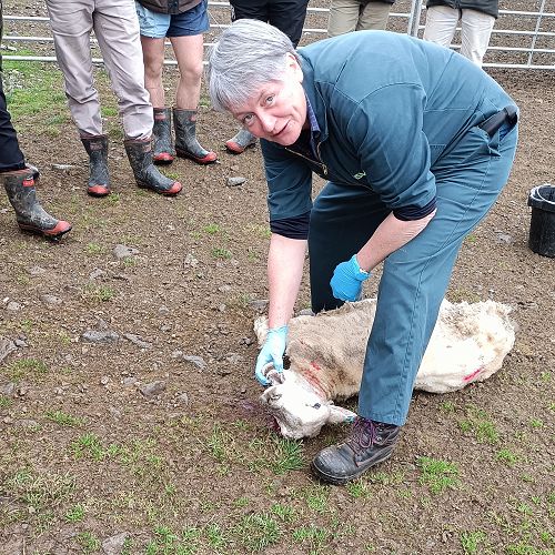 Jill McGibbon (NS Vets) autopsying a ewe.
