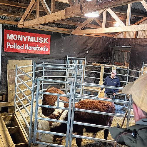 Monymusk Herefords