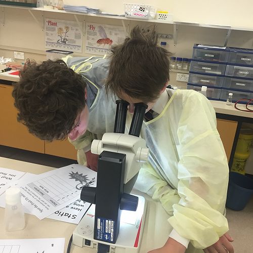 Discovering Fruit Fly Mutations