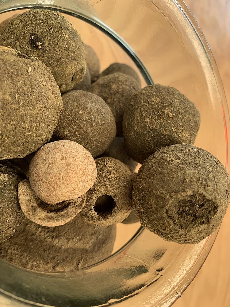 Dung beetles capture the imagination on Agribusiness North Island Tour!