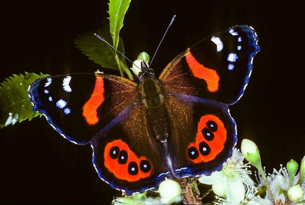 Kahukura - The Red Admiral Moth